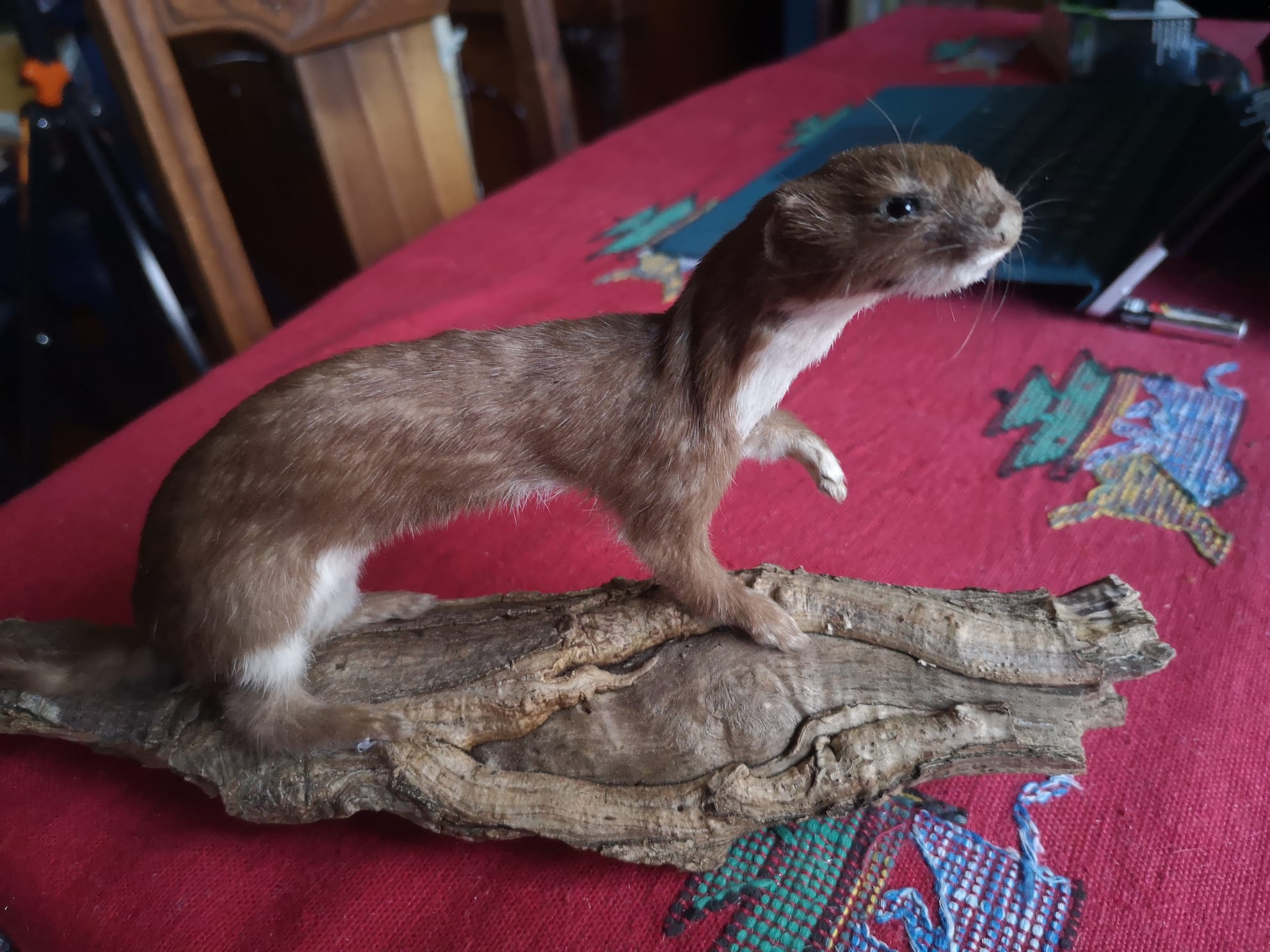 Sally's Stuff - Taxidermy by Sally Redman-Davies.