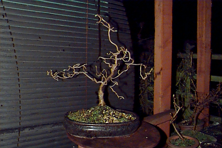 Got loads of other trees